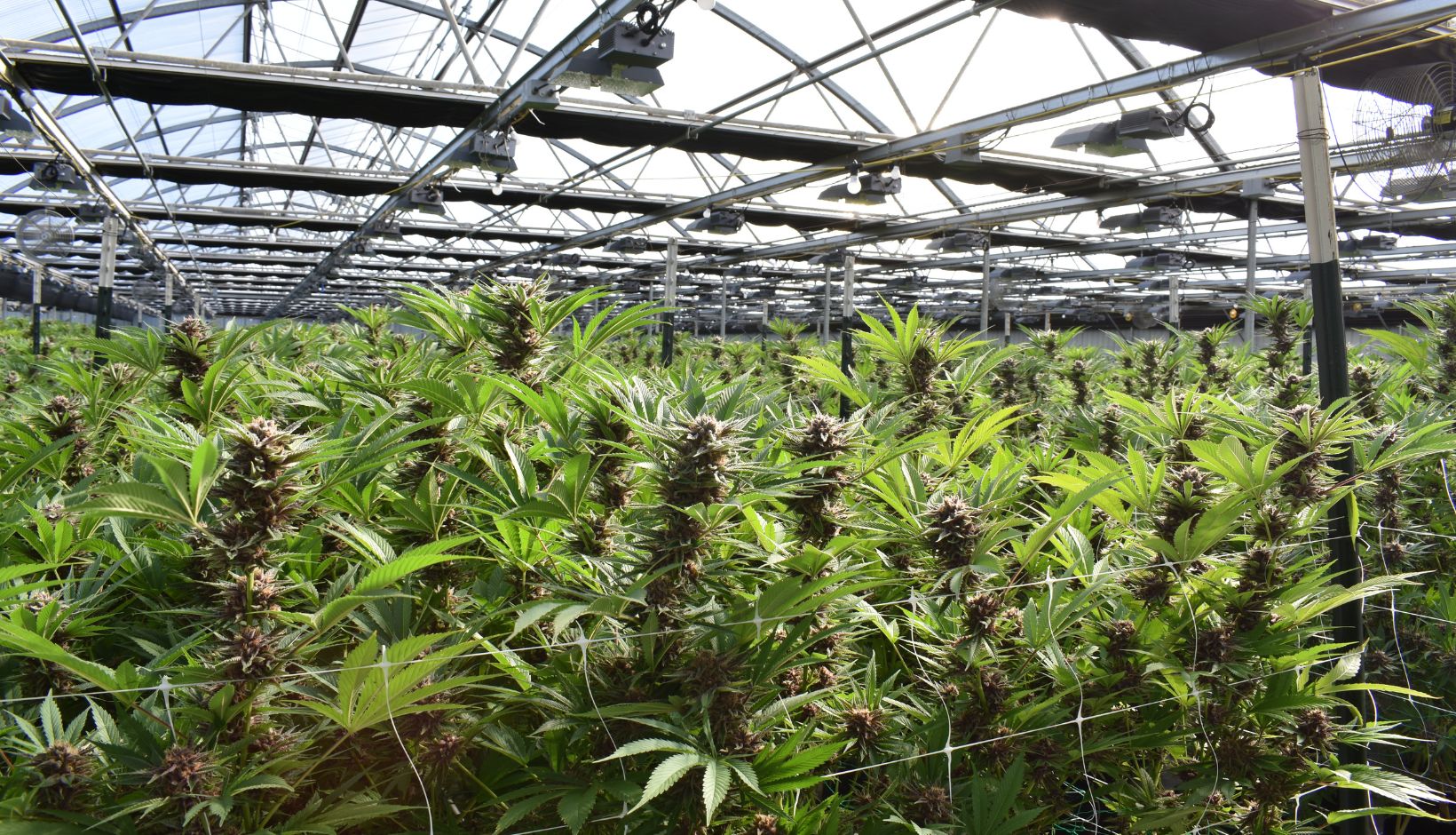 LST vs. Topping: Which Training Method Works Best for Autoflowers ...